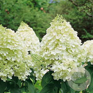 Hydrangea pan. 'Silver Dollar' 25-30 cm 2,0L