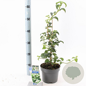 Hydrangea anomala petiolaris 40 cm 2,0L met stok