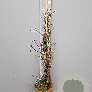 Hydrangea anomala petiolaris 140-150 cm 10L