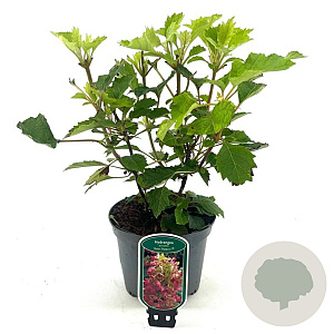 Hydrangea querc. 'Ruby Slippers' 30-40 cm 2,0L