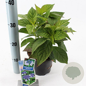 Hydrangea s. 'Bluebird' 10-15 cm 2,0L