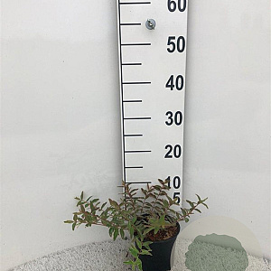 Hypericum moser. 'Tricolor' 20-25 cm C1.3