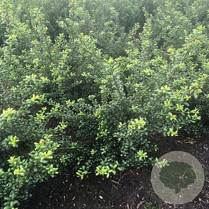 Ilex crenata 'Convexa' 60-80 cm met kluit