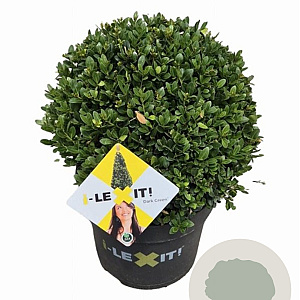 Ilex crenata Dark Green 30 cm 7,5L bol potgekweekt