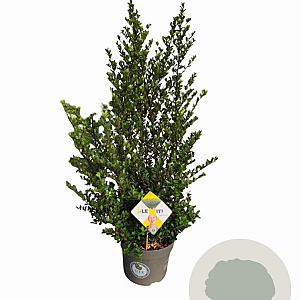 Ilex crenata Dark Green 60-80 cm 7,5L struik