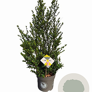 Ilex crenata Dark Green 60-80 cm 7,5L struik