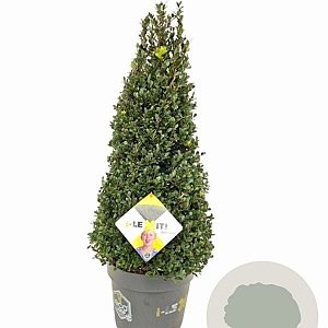 Ilex crenata Dark Green 70-80 cm 10L kegel versgepot