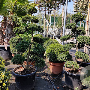 Ilex crenata 'Kimmei' 100-120 cm container bonsai