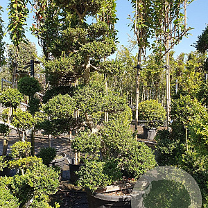 Ilex crenata 'Kimmei' 200-225 cm container met stok