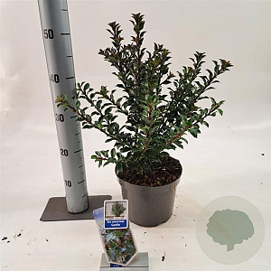 Ilex meserv. Gentle 25-30 cm 3,0L