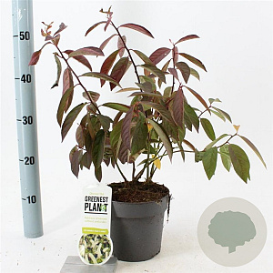 Itea virginica 'Henry's Garnet' 25-30 cm 2,0L