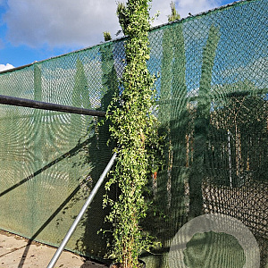 Jasminum mesnyi 350-400 cm 30L