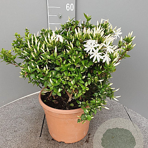 Jasminum multipartitum 40-60 cm 10L