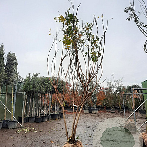 Koelreuteria paniculata 250-300 cm draadkluit meerstammig solitair