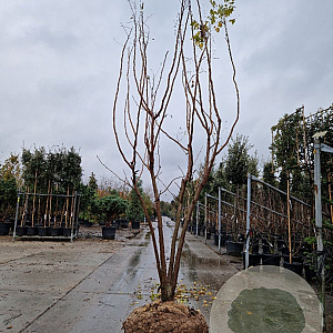 Koelreuteria paniculata 300-350 cm draadkluit meerstammig solitair