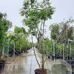 Koelreuteria paniculata 300-350 cm container solitair