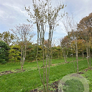 Lagerstroemia indica 400-450 cm draadkluit meerstammig