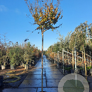 Lagerstroemia indica 200 cm stam container 10-12 lei 150x120