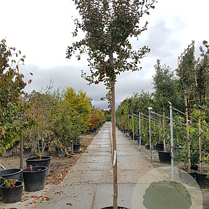 Lagerstroemia indica 200 cm stam container 12-14
