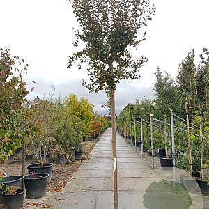 Lagerstroemia indica 200 cm stam container 12-14