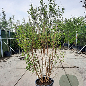 Lagerstroemia Dynabite 250-300 cm container meerstammig