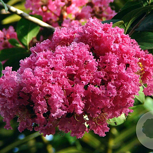 Lagerstroemia i. 'Seaburn' 125-150 cm 15L