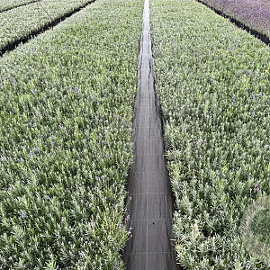 Lavandula ang. 'Munstead' 15-20 cm C1