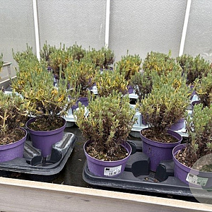 Lavandula stoechas P14