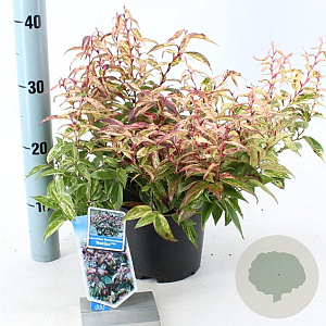 Leucothoe f. 'Makijaz' 20-25 cm 2,0L