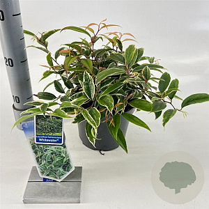 Leucothoe f. Whitewater 20-25 cm 2,0L