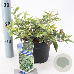 Leucothoe f. Whitewater 20-25 cm 2,0L