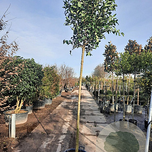 Ligustrum japonicum 200 cm stam container 16-18 leiboom