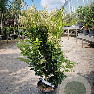 Ligustrum j. 'Texanum' 80-100 cm 10L