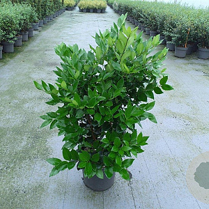 Ligustrum j. 'Texanum' 80-100 cm 10L