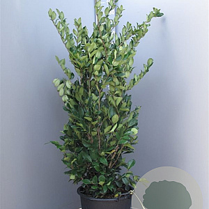 Ligustrum j. 'Texanum' 125-150 cm 30L