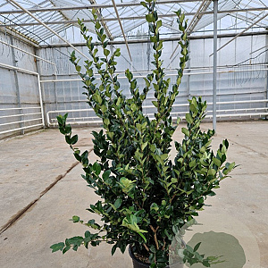 Ligustrum j. 'Texanum' 125-150 cm 30L