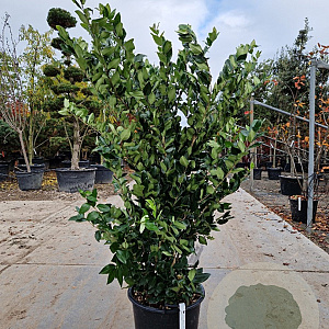 Ligustrum j. 'Texanum' 150-175 cm 30L