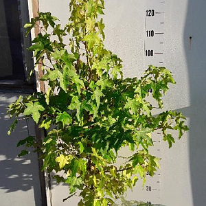 Liquidambar styraciflua 100-125 cm 7,5L solitair