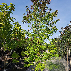 Liquidambar styraciflua 450-500 cm container meerstammig