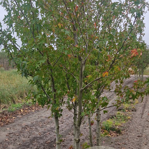 Liquidambar s. 'Worplesdon' 350-400 cm container meerstammig