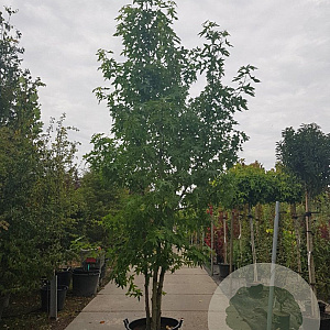 Liquidambar s. 'Worplesdon' 350-400 cm container meerstammig