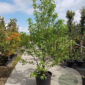 Liquidambar s. 'Worplesdon' 350-400 cm container meerstammig