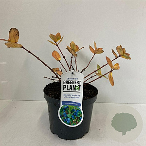 Lonicera c. 'Duet' 25-30 cm 3,0L