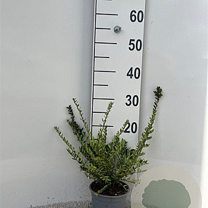 Lonicera nit. 'Elegant' 20-30 cm C1.3