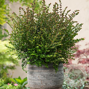 Lonicera nit. G. Clouds Copper Glow 20-25 cm 2,0L