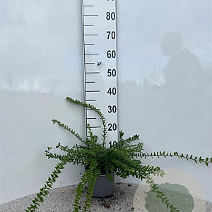 Lonicera nit. 'Maigrün' 40-60 cm 2,0L