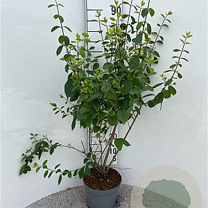 Lonicera xyl. 'Clavey's Dwarf' 80-100 cm 5,0L