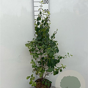 Lonicera xyl. 'Clavey's Dwarf' 80-100 cm 5,0L