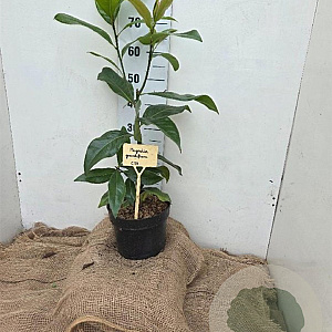 Magnolia grandiflora 40-60 cm 7,5L