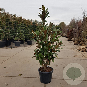 Magnolia grand. 'Galissonnière' 150-175 cm 35L